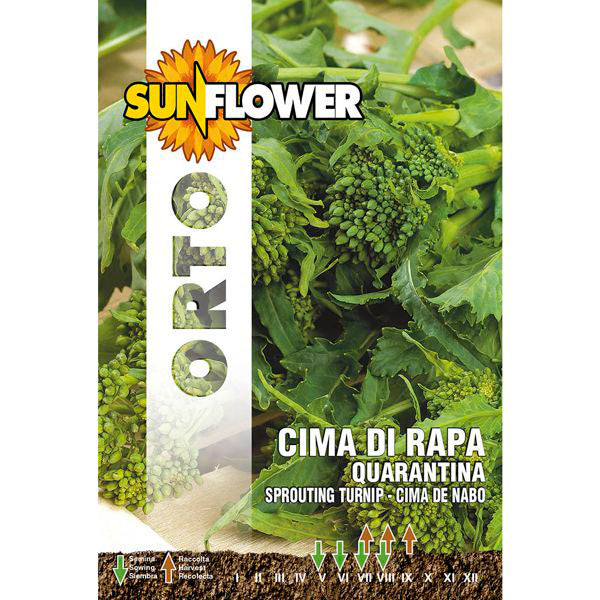 SEMENTI CIMA DI RAPA QUARANTINA SUNFLOWER