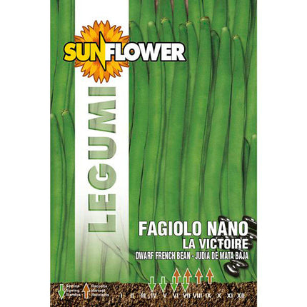 SEMENTI FAGIOLO NANO LA VICTOIRE SUNFLOWER