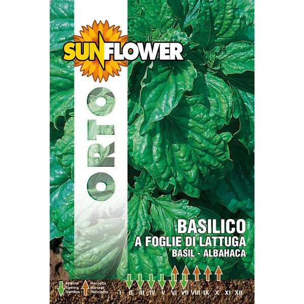 SEMENTI BASILICO FOGLIE LATTUGA SUNFLOWER