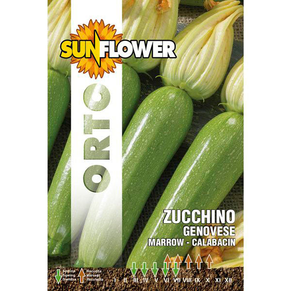 SEMENTI ZUCCHINO GENOVESE SUNFLOWER