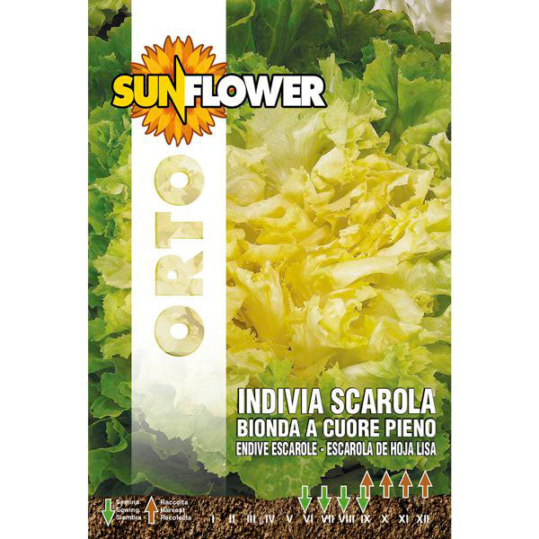 SEMENTI INDIVIA E SCAROLA SUNFLOWER