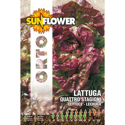 SEMENTI LATTUGA QUATTRO STAGIONI SUNFLOWER