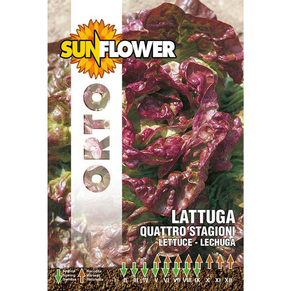 SEMENTI LATTUGA QUATTRO STAGIONI SUNFLOWER