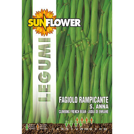SEMENTI FAGIOLO RAMPICANTE SANT'ANNA SUNFLOWER
