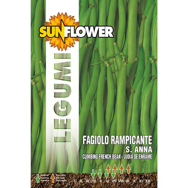 SEMENTI FAGIOLO RAMPICANTE SANT'ANNA SUNFLOWER