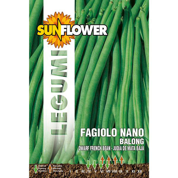 SEMENTI FAGIOLO NANO BALONG SUNFLOWER